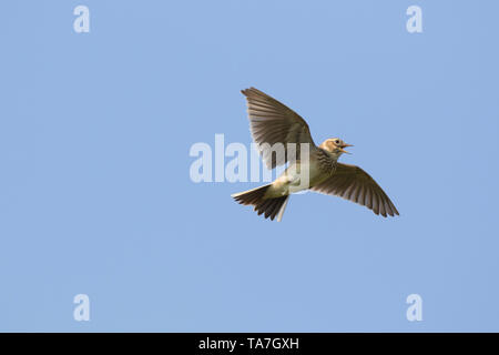 Feldlerche (Alauda arvensis) im Flug. Deutschland.. Stockfoto