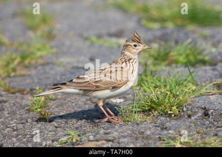 Feldlerche (Alauda arvensis). Nach Vogel auf dem Boden. Deutschland.. Stockfoto