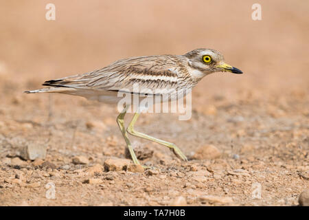 (Burhinus oedicnemus Stone Curlew), Seitenansicht eines Erwachsenen zu Fuß in einer Wüste Lebensraum im Oman Stockfoto