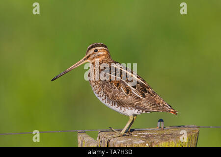 Bekassine (Gallinago gallinago). Männchen auf einem Pfosten thront. Niedersachsen, Deutschland Stockfoto