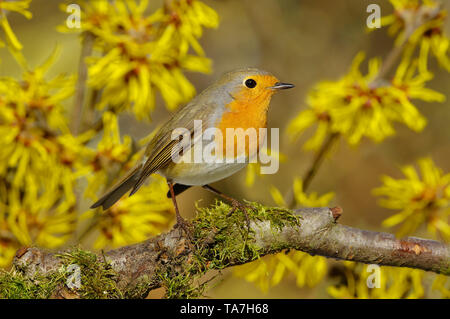 Robin (Erithacus Rubecula). Nach thront auf einem Zweig, mit blühenden Zaubernuss im Hintergrund. Deutschland