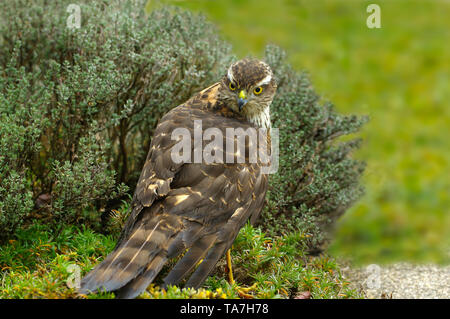 Eurasischen Sperber (Accipiter nisus). Weibliche nach erfolglosen Jagd, stehend in einem Garten. Deutschland Stockfoto