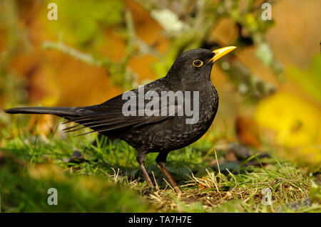 Eurasischen Amsel (Turdus merula). Erwachsene männliche Nahrungssuche auf einer Wiese im Herbst. Deutschland Stockfoto