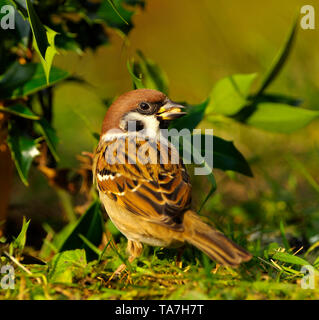 Feldsperling (Passer montanus). Nach Vogel steht auf einer Wiese. Deutschland Stockfoto