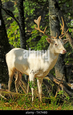 Weißer Damhirsch (Dama Dama). Hirsch (zweites Jahr) steht auf einer Lichtung. Deutschland Stockfoto