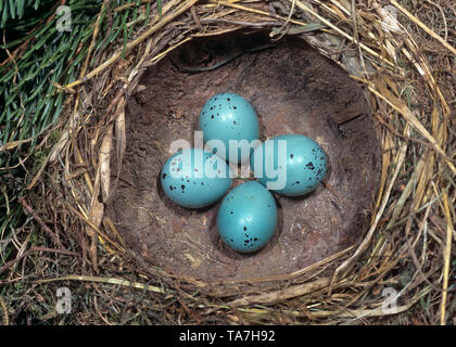 Singdrossel (Turdus philomelos), die Kupplung in das Nest. Deutschland Stockfoto