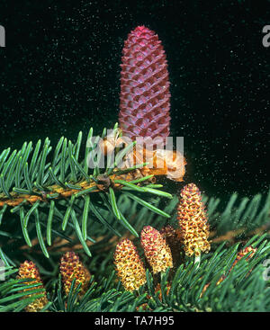 Gemeinsame Fichte, Fichte (Picea abies). Zweig mit weiblichen Blüten (oben) und mehreren männlichen Blüten (unten) mit Pollen in der Luft (anemophily). Deutschland Stockfoto