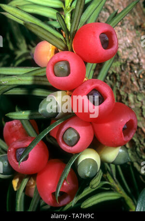 Gemeinsame Eibe, Englisch Eibe (Taxus Whipplei). Mit reifen und unreifen Kegeln schießen. Deutschland Stockfoto