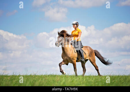 Islandpferd. Roder Die toelt auf einer Bucht Hengst. Österreich Stockfoto