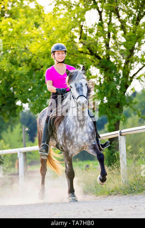 Islandpferd. Grey Mare auf einem toelt geritten. Österreich Stockfoto