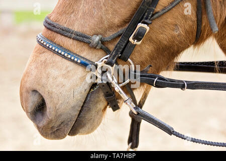 Islandpferd. Juvenile dun Pferd ausgebildet, tragen Seil, Halfter, Trensen und Ausfallschritt. Österreich Stockfoto