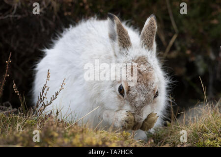 Schneehase (Lepus timidus). Erwachsener im Winter Mantel, Pflege. Cairngorms National Park, Schottland Stockfoto
