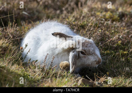 Schneehase (Lepus timidus). Erwachsener im Winter Mantel, Pflege. Cairngorms National Park, Schottland Stockfoto