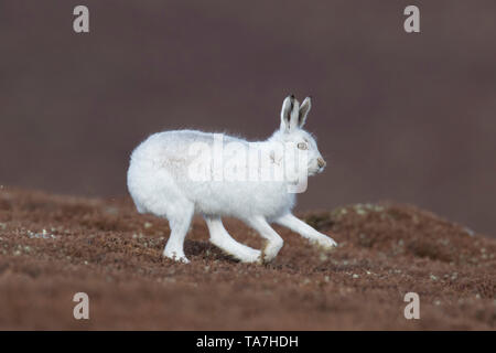 Schneehase (Lepus timidus), Erwachsene in weiss Winter Mantel (Fell) läuft. Cairngorms National Park, Schottland Stockfoto