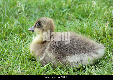 Ein graugänse die Gans gosling im Gras ausruhen, einer von vielen an sandall Park, Doncaster, Großbritannien, im Mai 2019 geboren Stockfoto