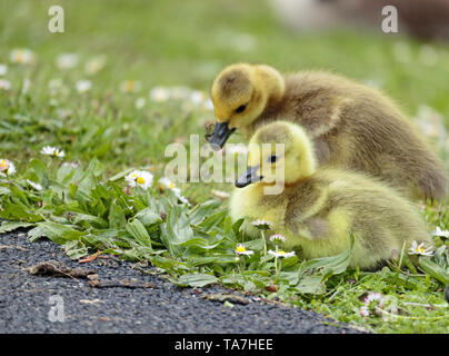 Zwei der Kanadagans Gänschen Beweidung im Gras und Gänseblümchen, einer von vielen an sandall Park, Doncaster, Großbritannien, im Mai 2019 geboren Stockfoto