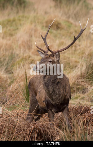 Red Deer (Cervus elaphus). Stehenden Hirsch in Bracken Schottland, Großbritannien Stockfoto