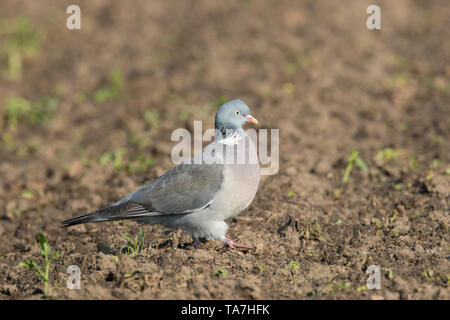 Gemeinsame Ringeltaube (Columba palumbus). Nach wandern. Deutschland Stockfoto