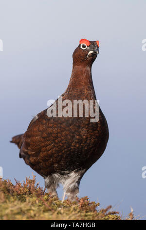 Moorschneehuhn (Lagopus lagopus Scotica). Männliche stehen. Cairngorms National Park, Schottland, Großbritannien Stockfoto