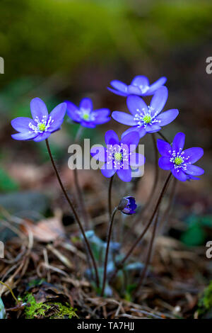 Kommunalanleihen (Hepatica nobilis), blühende Pflanze. Schweden Stockfoto