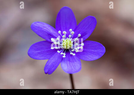 Kommunalanleihen (Hepatica nobilis), einzelne Blume. Schweden Stockfoto