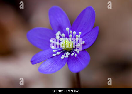 Kommunalanleihen (Hepatica nobilis), einzelne Blume. Schweden Stockfoto