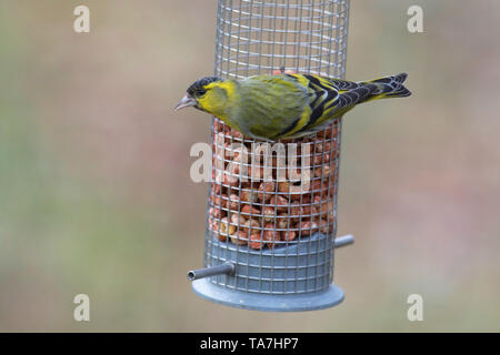 Eurasian Siskin (Carduelis spinus) Männliche thront auf Erdnuss Einzug. Schweden Stockfoto