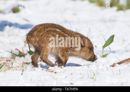 Wildschwein (Sus scrofa). Ferkel stehend im Schnee. Deutschland Stockfoto