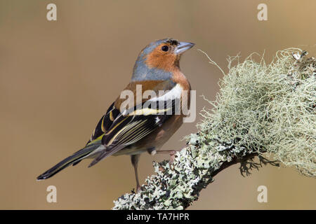 Buchfink (Fringilla coelebs). Männchen auf Flechten bewachsene Zweig thront. Cairngorms National Park, Schottland, Großbritannien Stockfoto