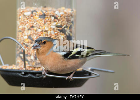 Buchfink (Fringilla coelebs). Männchen auf dem Schrägförderer thront. Schweden Stockfoto