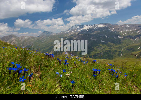 Bayerische Enzian (Gentiana Bavarica). Blühende Pflanzen im Nationalpark Hohe Tauern, Kärnten, Österreich Stockfoto