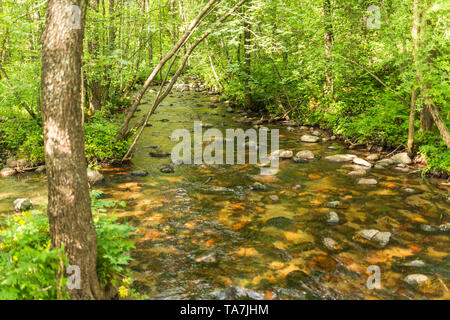 Stony River im Wald unter Bäumen, Czarna Hańcza, suwalski Landschaftspark Stockfoto