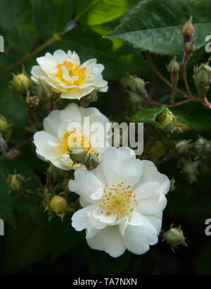 Drei blühenden weißen Rosen und mehrere Knospen im Freien auf einen Rosenbusch Stockfoto