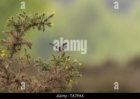 Dartford Warbler (Sylvia undata) in der Brutzeit auf thursley Naturschutzgebiet UK. Auf einem ginster Bush ein dunkler Vogel mit einem langen Schwanz spannte im Winkel gehockt Stockfoto