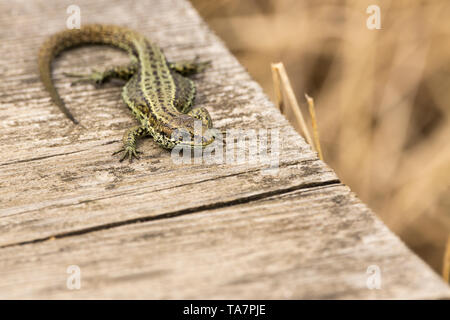 Lizard gemeinsame (Lacerta vivipara) Erwärmung auf einem Board Walk erhitzt durch die Sonne. Grau Braun grünlich mit dunklen Mustern an seinen Körper und langen Schwanz Stockfoto