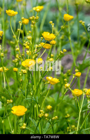 Wolliger Hahnenfuß (Ranunculus lanuginosus) in Blume Stockfoto