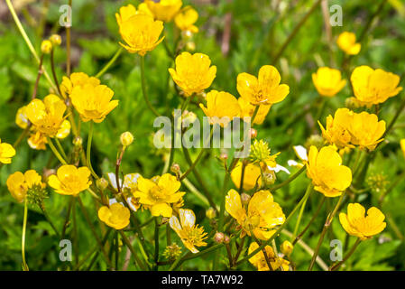 Kriechende Hahnenfuß/kriechenden Hahnenfuß (Ranunculus repens) in Blume Stockfoto