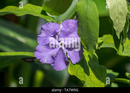 Brasilien Raintree / gestern - heute - und morgen/Vormittag-Mittag-und-Nacht/Kiss Me Quick (Brunfelsia pauciflora) in Blume, endemisch in Brasilien Stockfoto