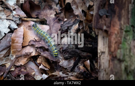 Caterpillar auf Blätter in Ommen Niederlande Stockfoto