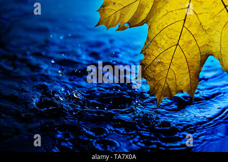 Hintergrundbild Fur Bildschirmschoner Gelb Herbst Blatt Uber Blaue Wasser Bei Regen Spritzer Und Tropfen Wasser Mit Blauen Wasser Stockfotografie Alamy