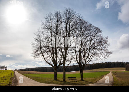 Kleine Sitzbank zwischen hohen Bäumen am Scheideweg mit Feldern und Wiesen in der Nähe des Waldes Stockfoto