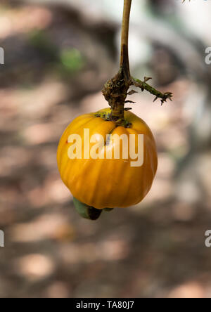 Frucht der Sheabutter Baum, Savanes Bezirk, Shienlow, Elfenbeinküste Stockfoto