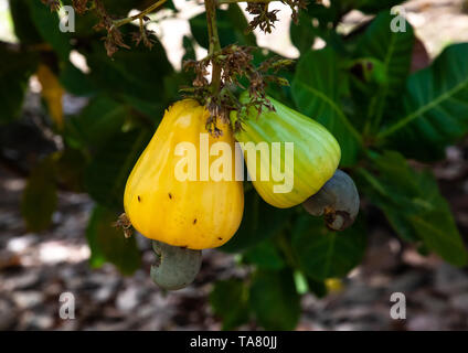 Früchte der Sheabutter Baum, Savanes Bezirk, Shienlow, Elfenbeinküste Stockfoto