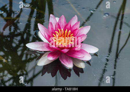 Schöne rosa Lotus Flower auf See Wasser im Park Hintergrund Stockfoto