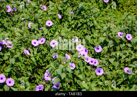 Mile-a-minute Weinstock, Messina Kriechgang, Kairo morning glory, Küste morning glory und railroad Kriechgang. Stockfoto