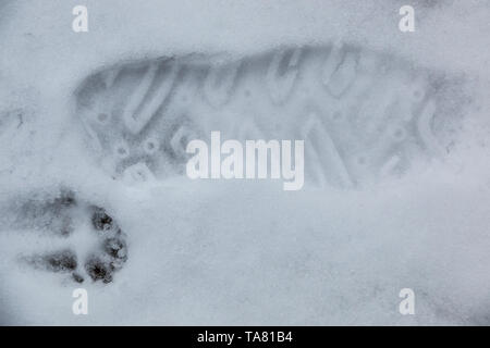 Foot Print eines menschlichen Schuh auf dem weißen Schnee Stockfoto