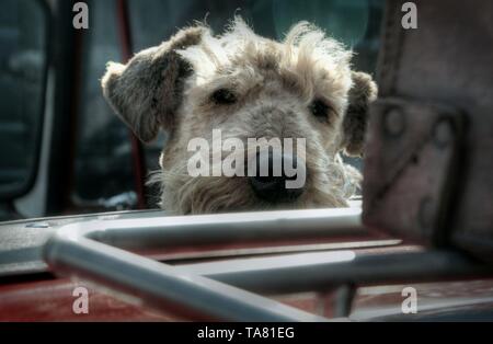 HDR-Bild einer holländischen Landschaft an einem sonnigen Tag im Mai Stockfoto