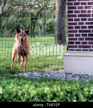 HDR-Bild einer holländischen Landschaft an einem sonnigen Tag im Mai Stockfoto