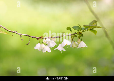 Nahaufnahme von einem Zweig der weißen glockenförmigen Blüten aus halesia Carolina, Schneeglöckchen Baum, Carolina silverbell-UK Stockfoto