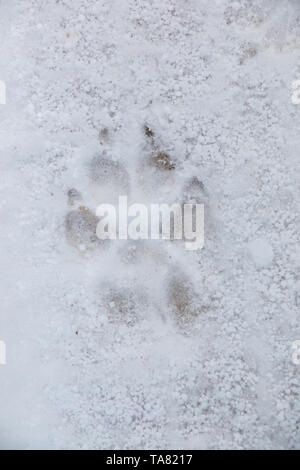 Foot Print von einem Hund oder Wolf auf dem weißen Schnee Stockfoto